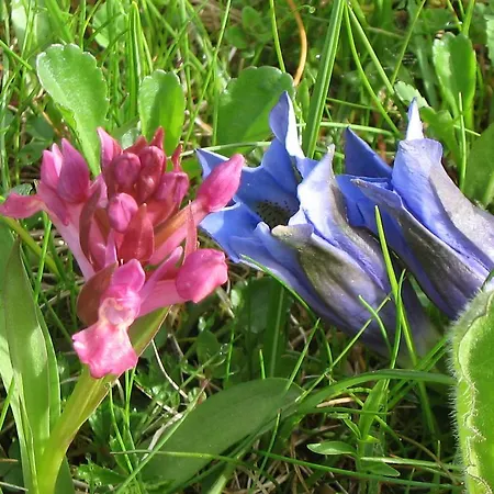 Pensión Al Belvedere Padola