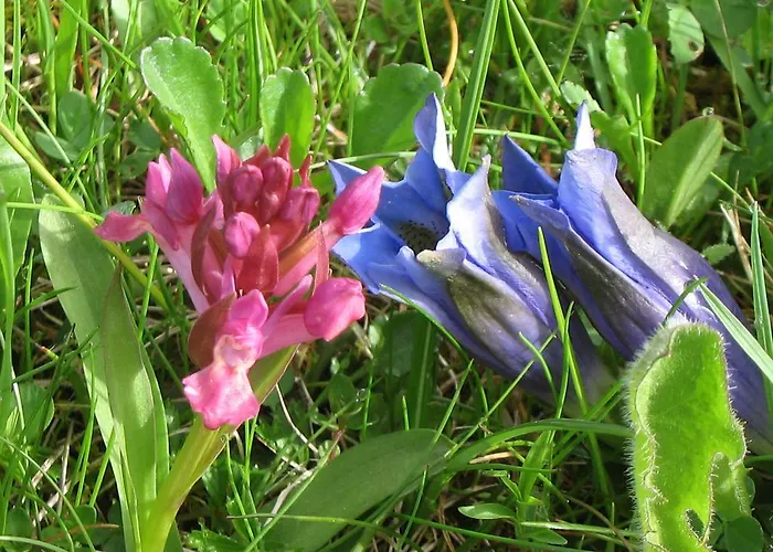 Πανσιόν Al Belvedere Padola